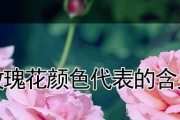 玫瑰花怎么保存时间长（简单易行的方法让你的玫瑰花长时间保存）