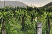 在家如何种植火龙果（种植火龙果的方法和技巧）