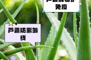 芦荟怎么吃法与做法？有哪些健康食谱推荐？