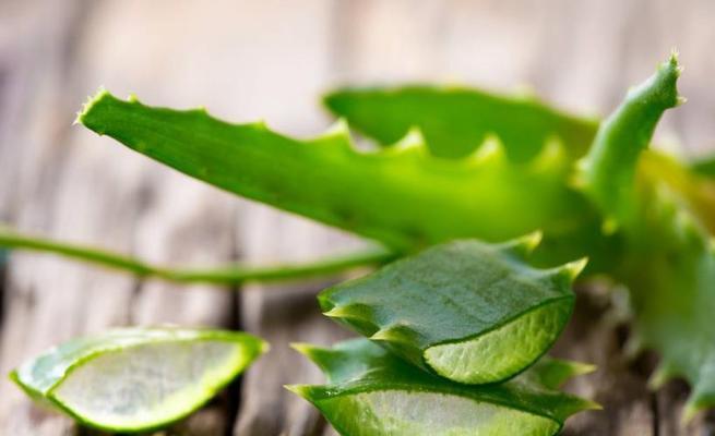 芦荟怎么吃法与做法（芦荟的营养价值及种类及对应吃法）