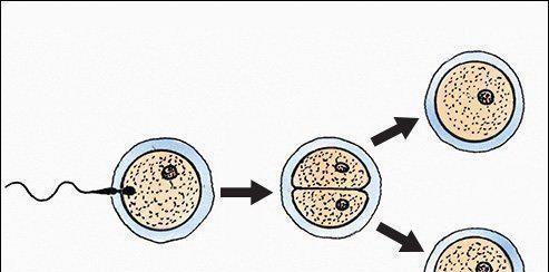 如何增加生双胞胎的几率（科学方法帮助你实现双倍的喜悦）