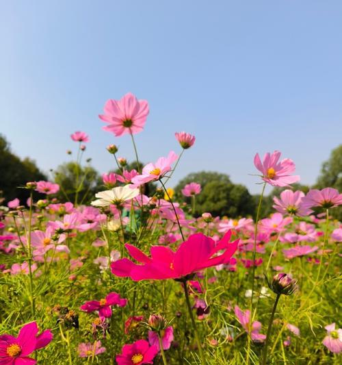 秋天开什么花什么颜色？揭秘秋季花卉色彩谱系