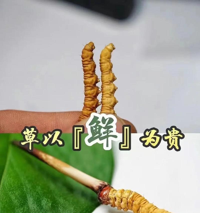 新鲜虫草怎么保存？最佳保存方法和注意事项是什么？